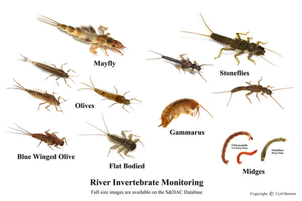 River Invertebrate Monitoring - Salisbury & District Angling Club